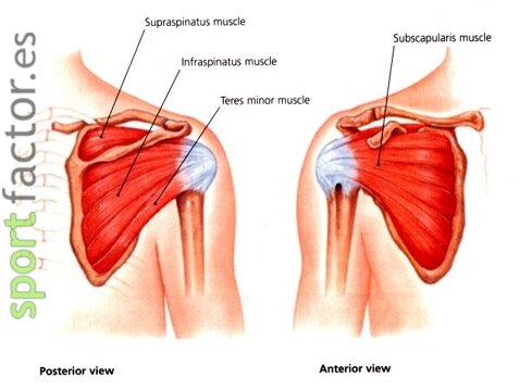 musculos rotadores