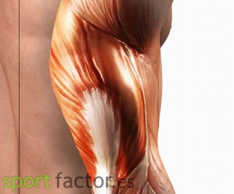 tricep