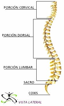 Columna vertebral; vista lateral
